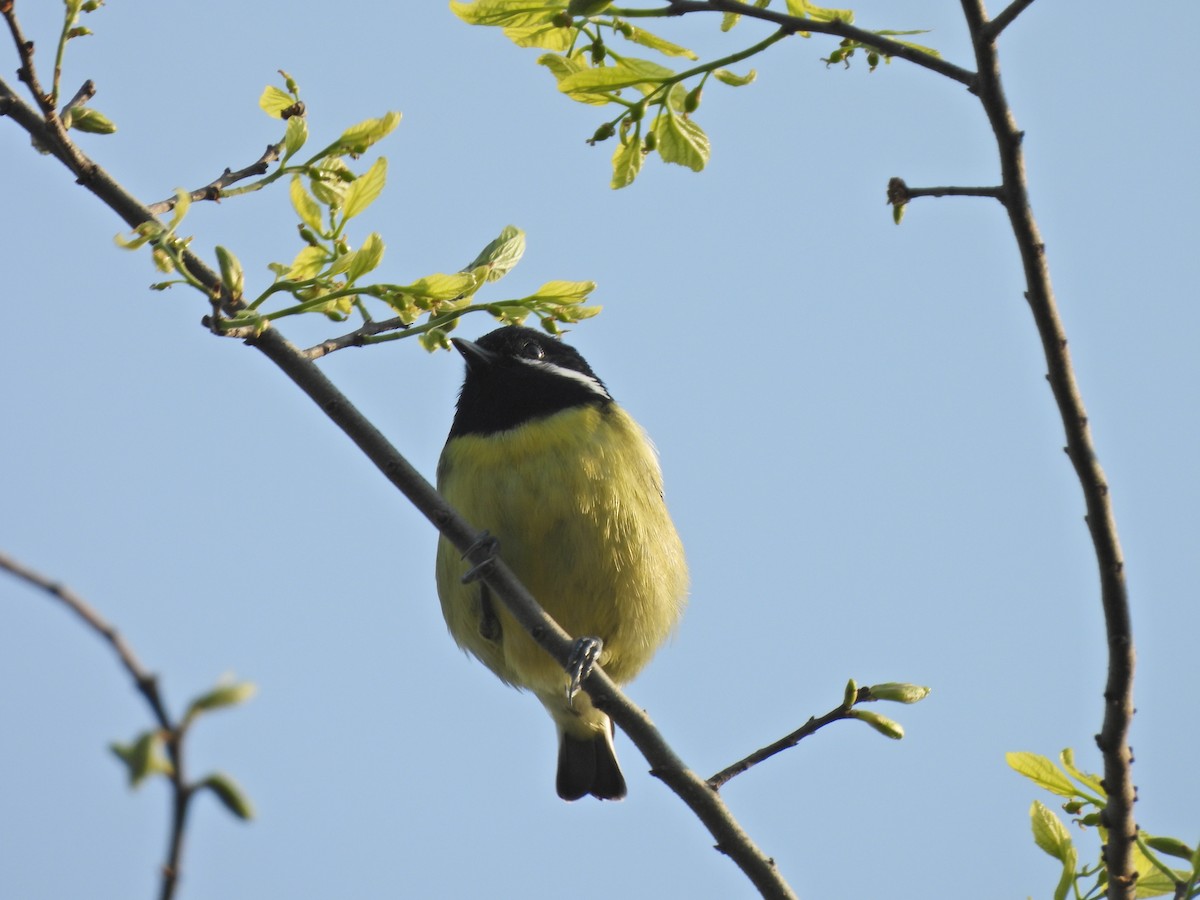 Mésange gracieuse - ML638029839