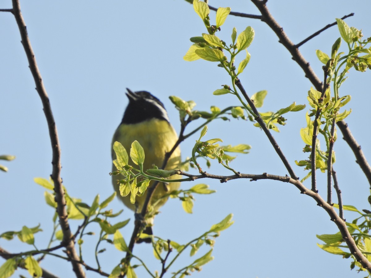 Mésange gracieuse - ML638029840