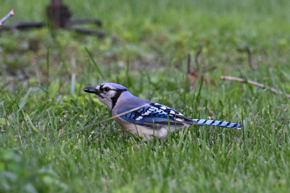 Blue Jay - ML638029845