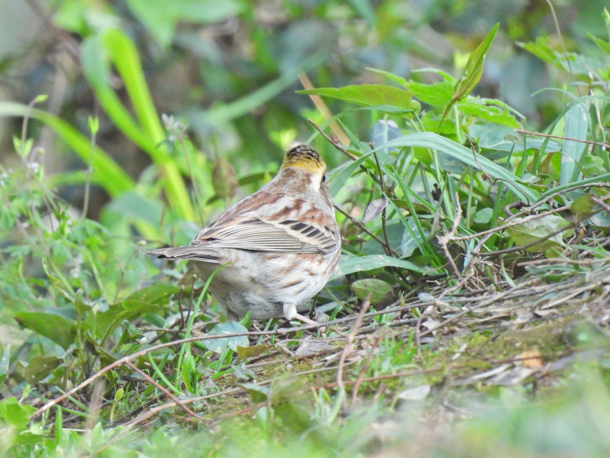 Yellow-throated Bunting - ML638029863