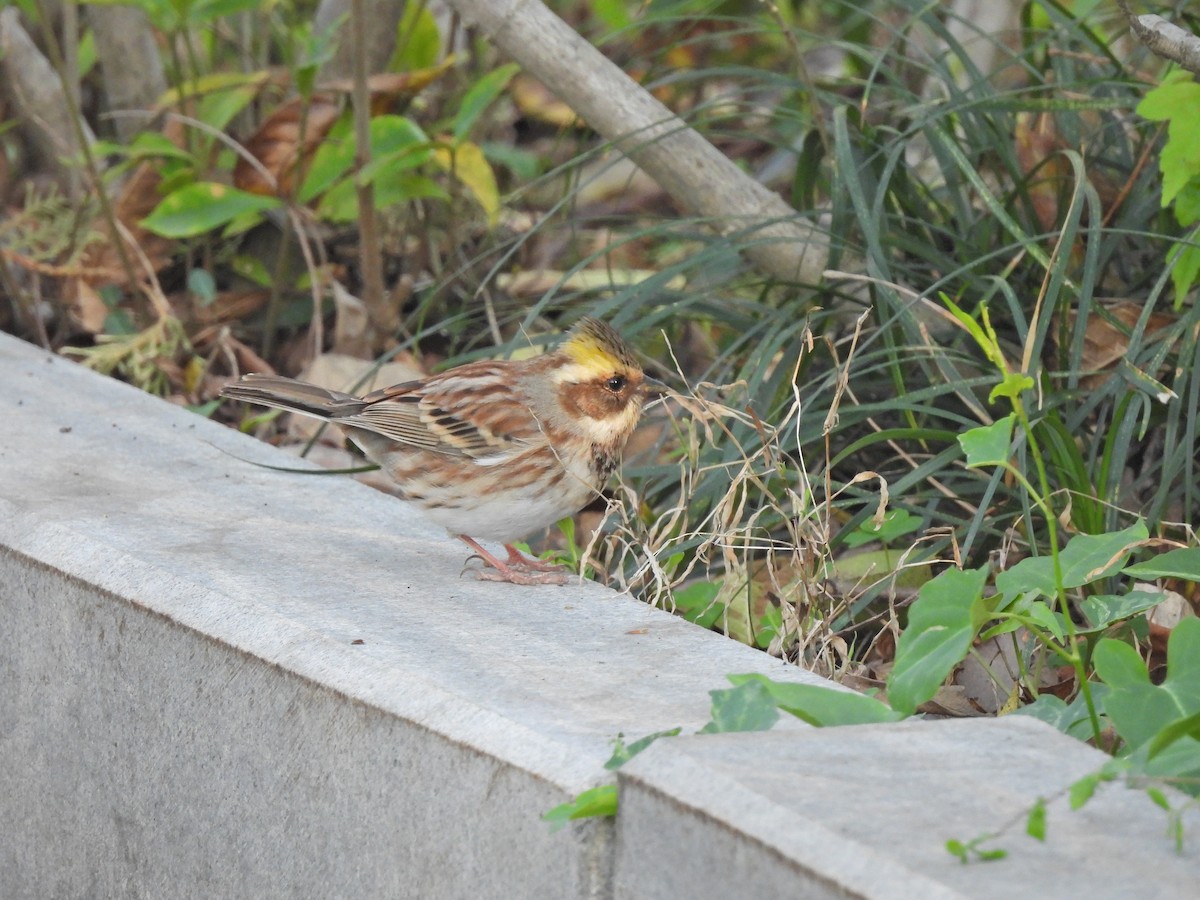 Yellow-throated Bunting - ML638029864