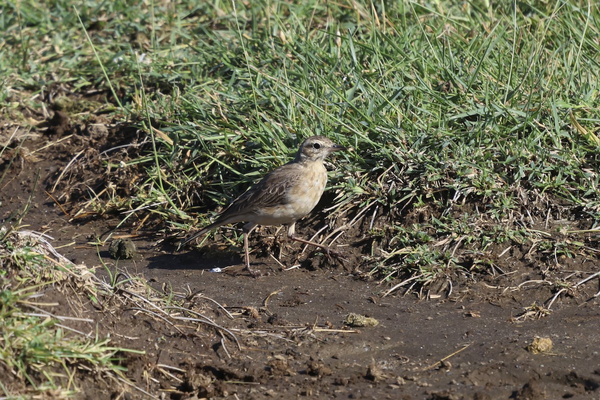 Plain-backed Pipit - ML638029880