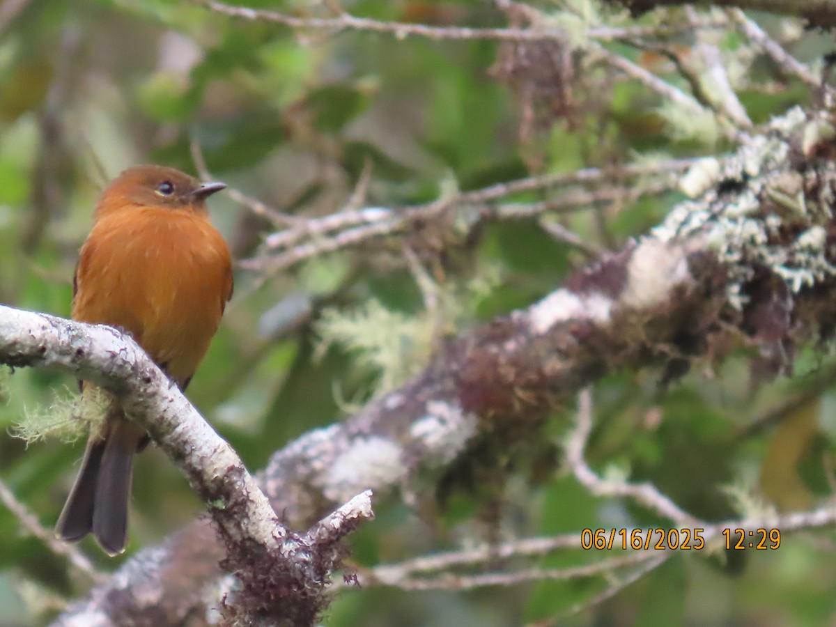Cinnamon Flycatcher - ML638029955