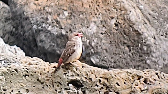 Red Avadavat - ML638029960