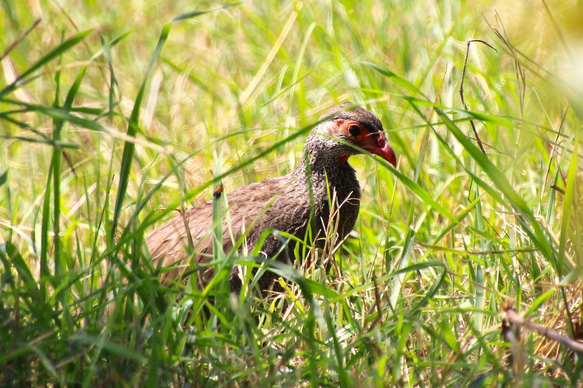 Red-necked Spurfowl - ML638029966