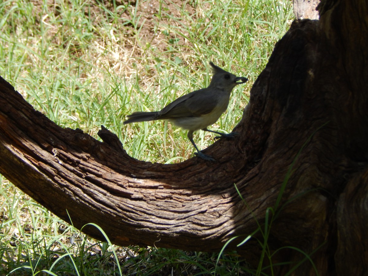 Black-crested Titmouse - ML638029990