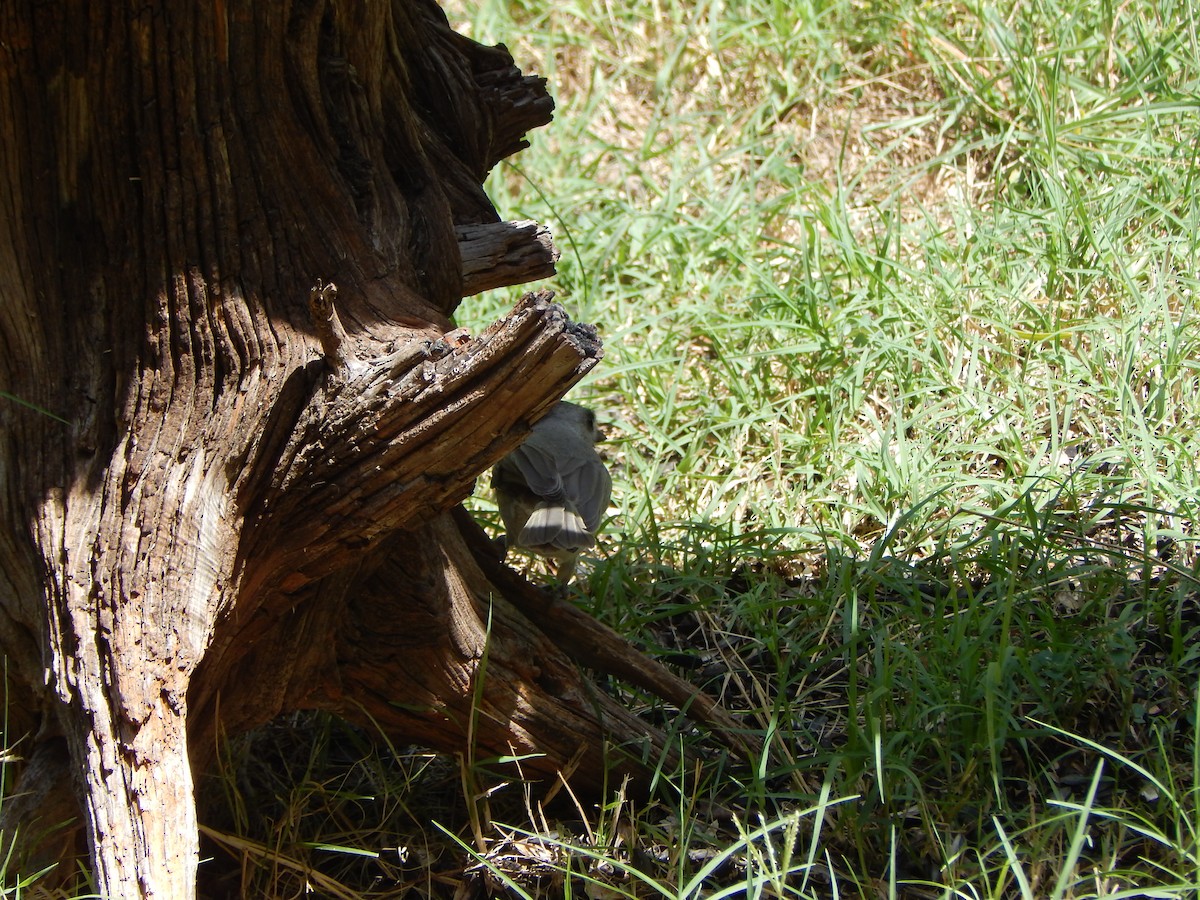 Black-crested Titmouse - ML638029991