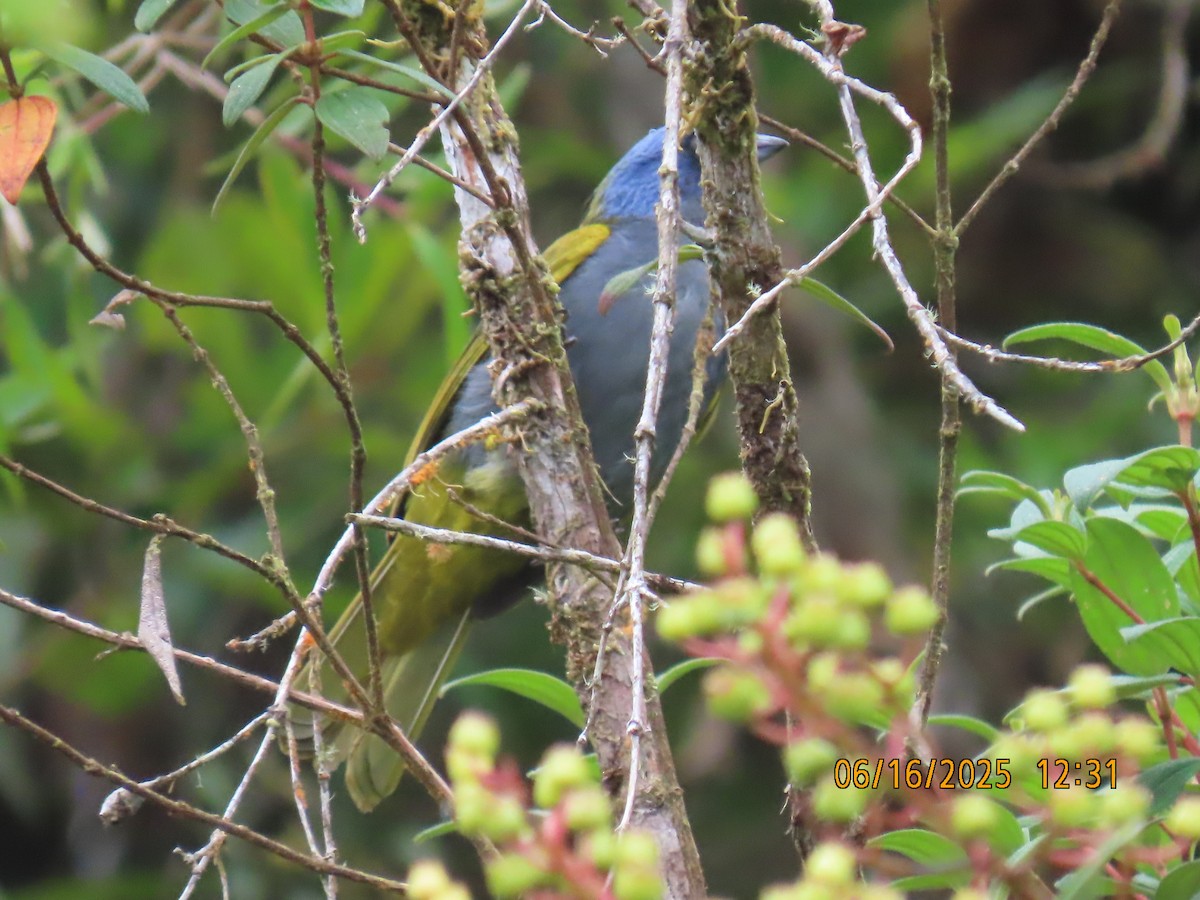 Blue-capped Tanager - ML638030002