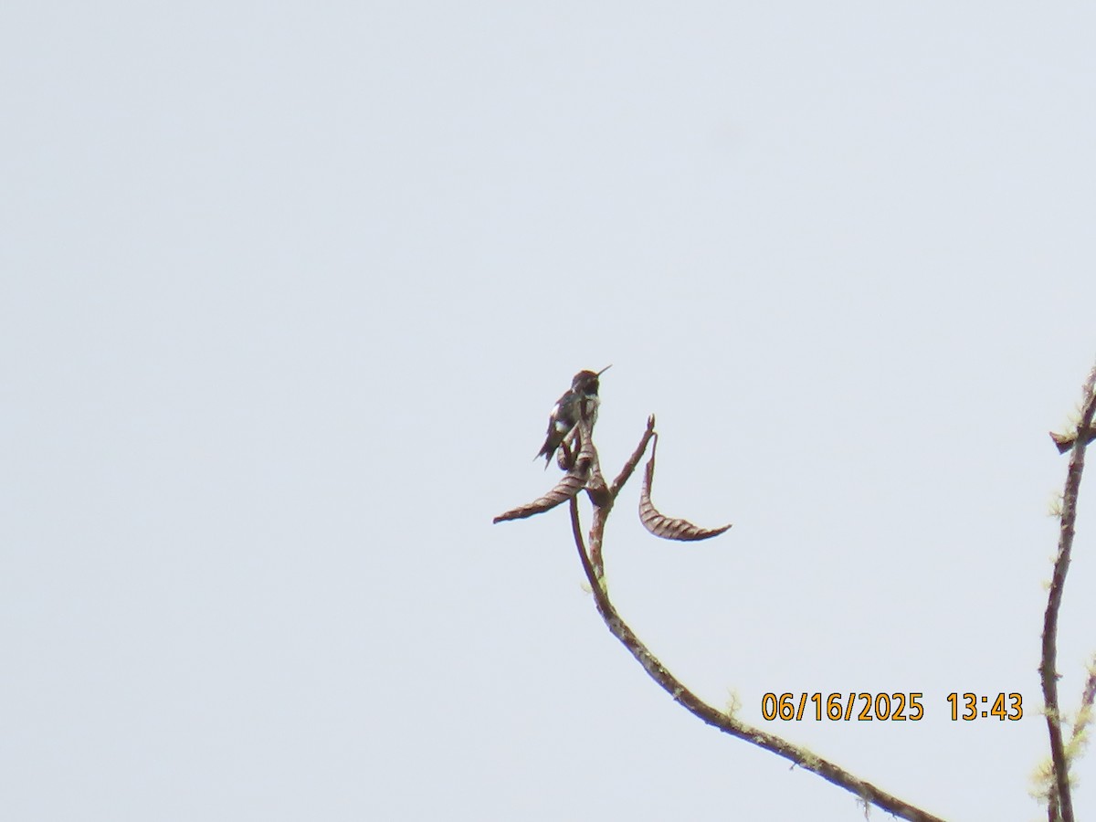 White-bellied Woodstar - ML638030049