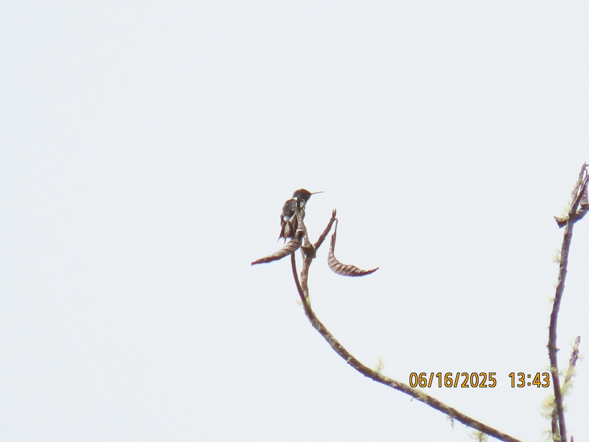 White-bellied Woodstar - ML638030055