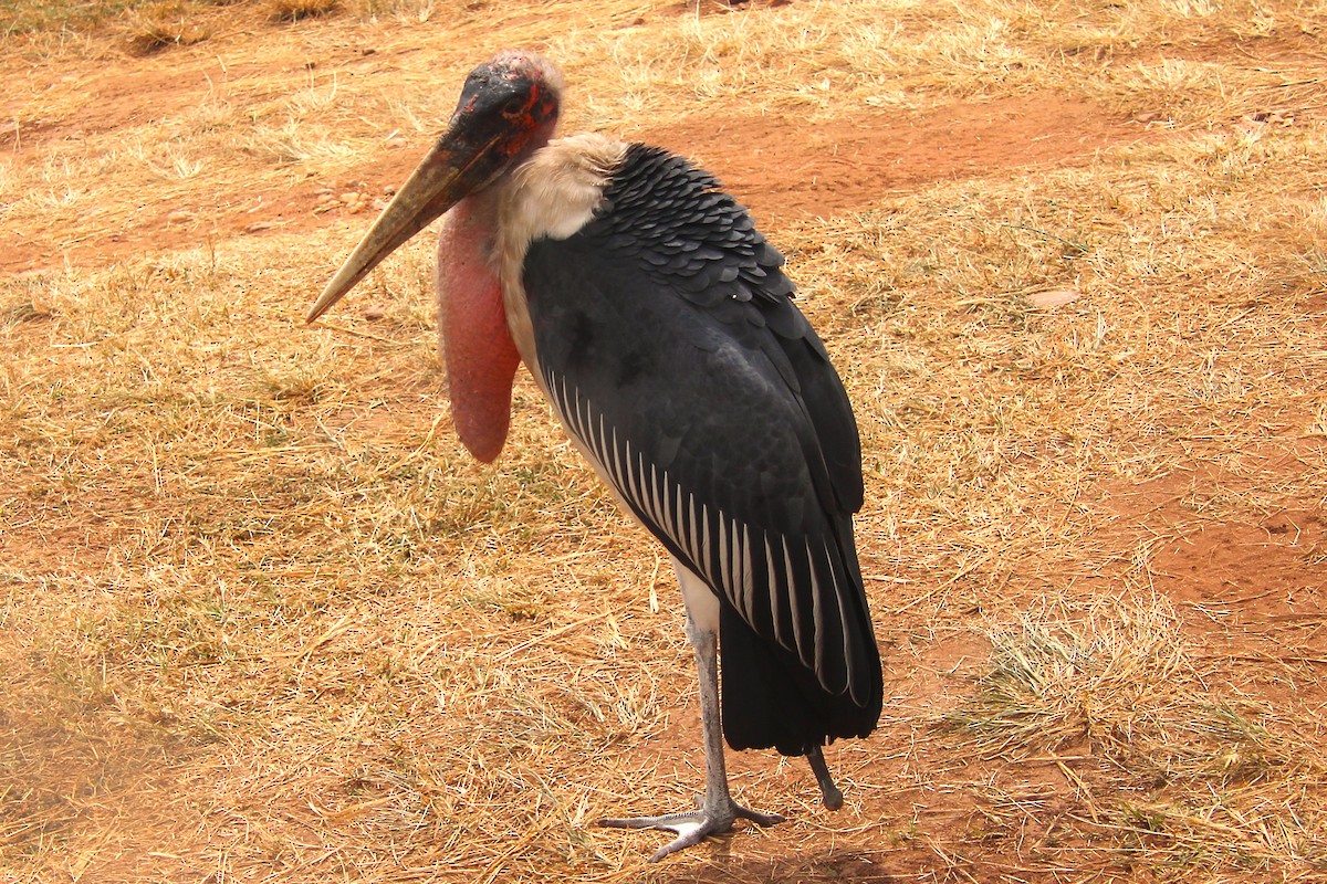 marabu africký - ML638030061