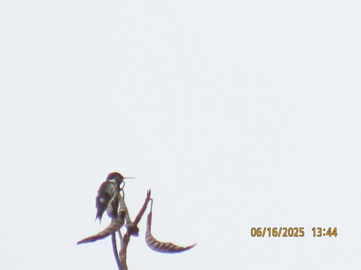 White-bellied Woodstar - ML638030063