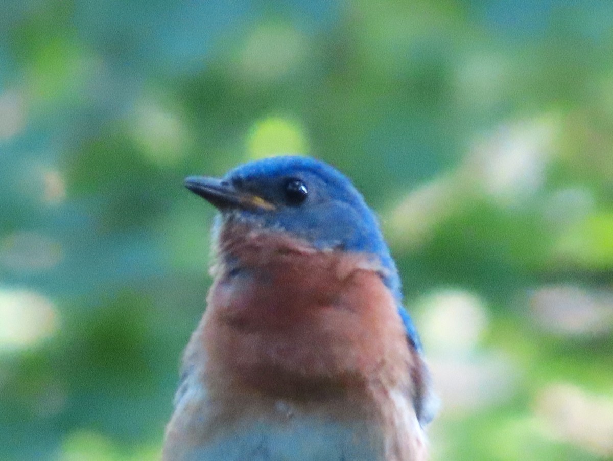 Eastern Bluebird - ML638030083