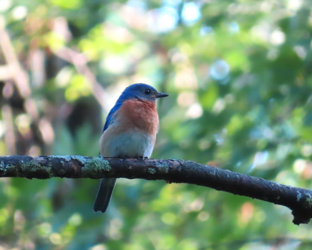 Eastern Bluebird - ML638030090