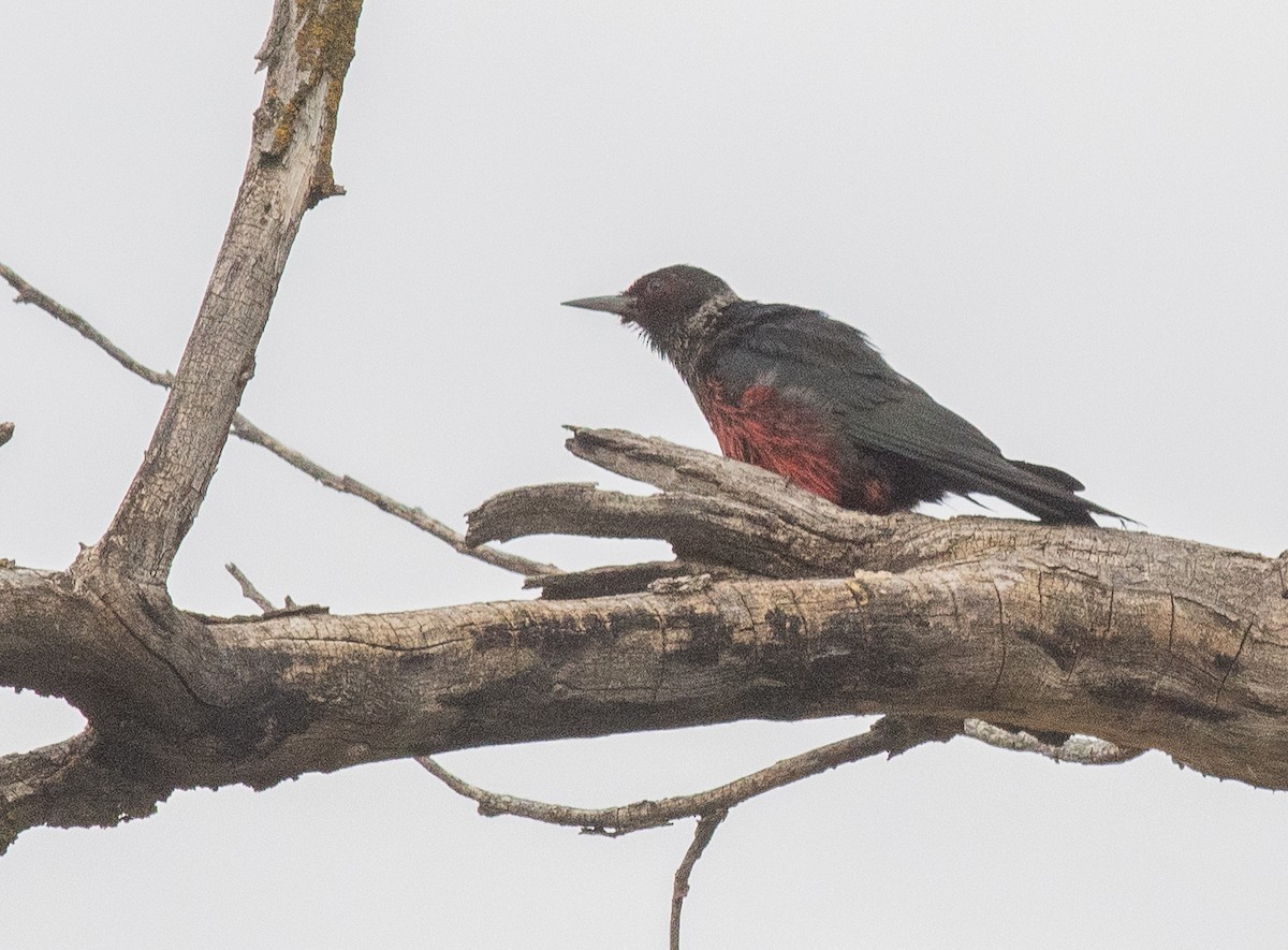 Lewis's Woodpecker - ML638030121