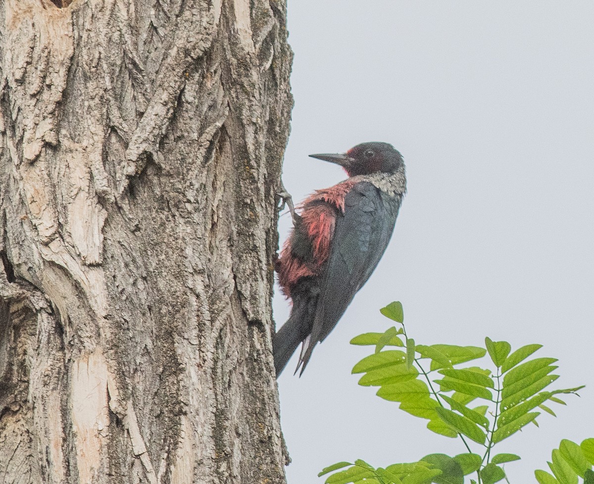 Lewis's Woodpecker - ML638030122