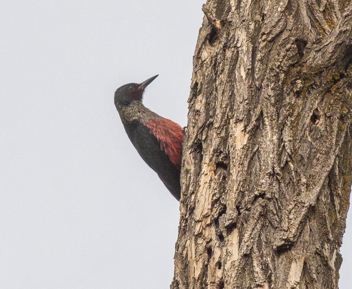 Lewis's Woodpecker - ML638030123
