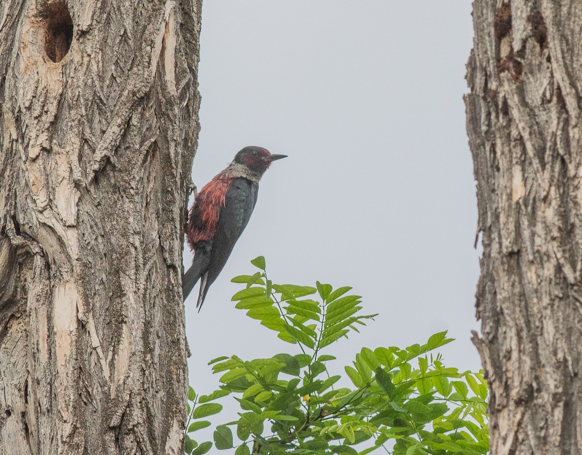 Lewis's Woodpecker - ML638030125