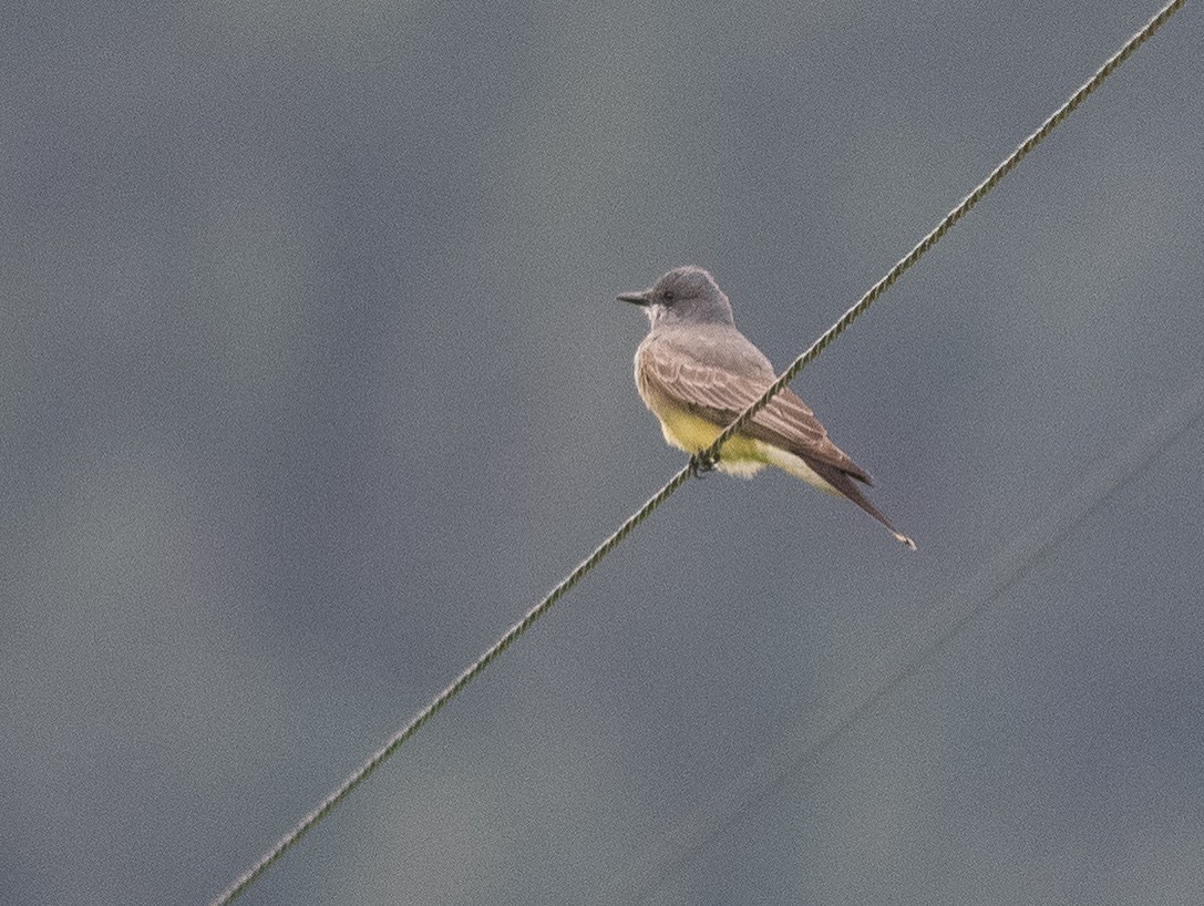 Cassin's Kingbird - ML638030139
