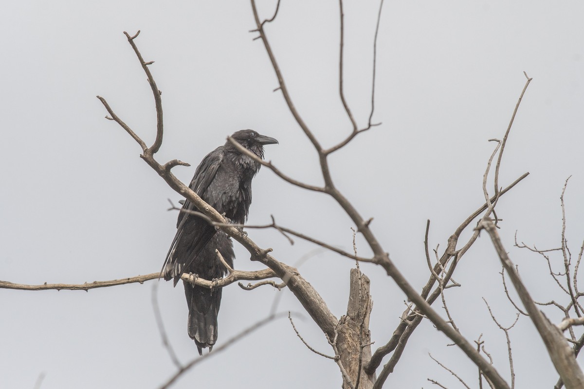 raven sp. - ML638030154