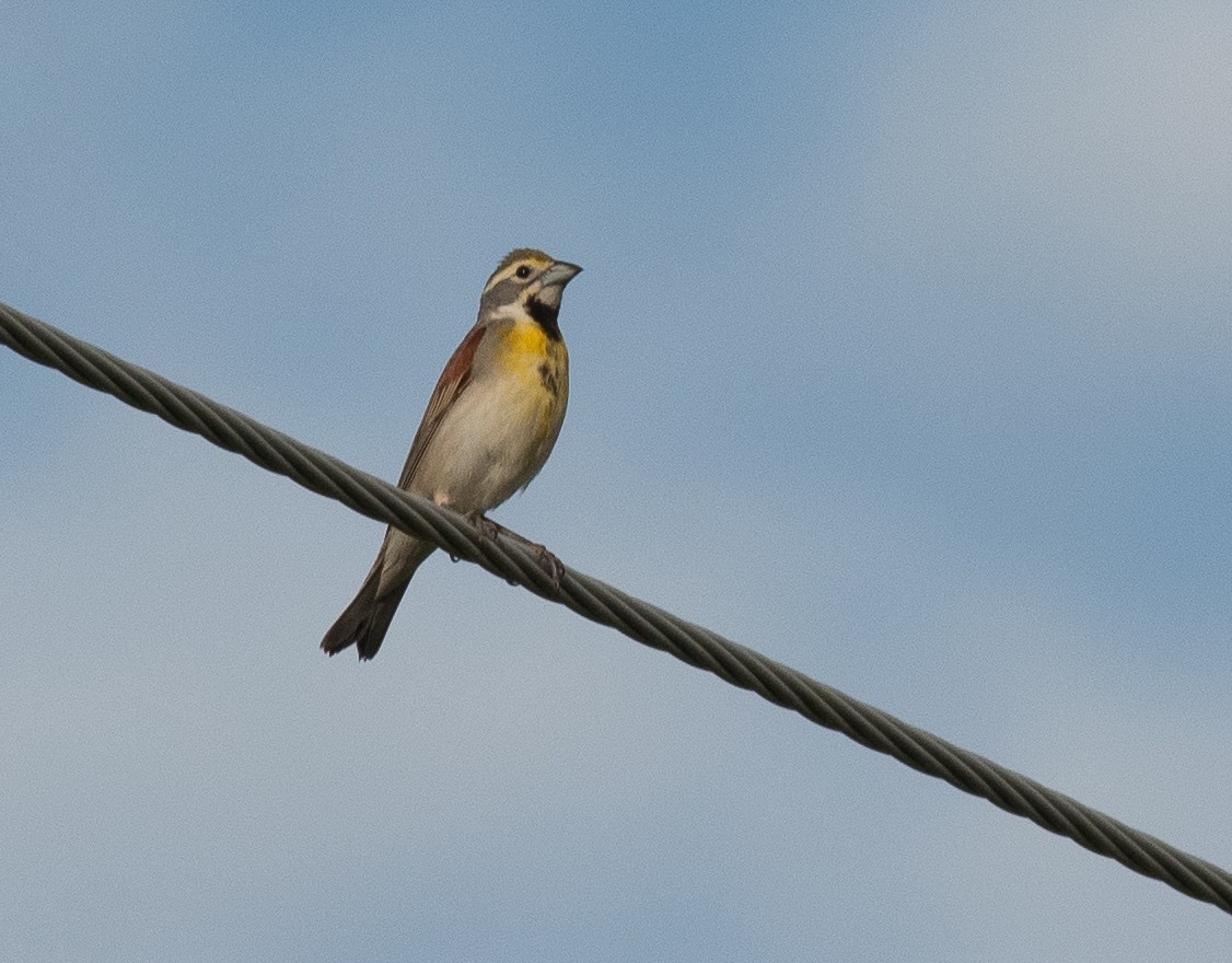 Dickcissel - ML638030156