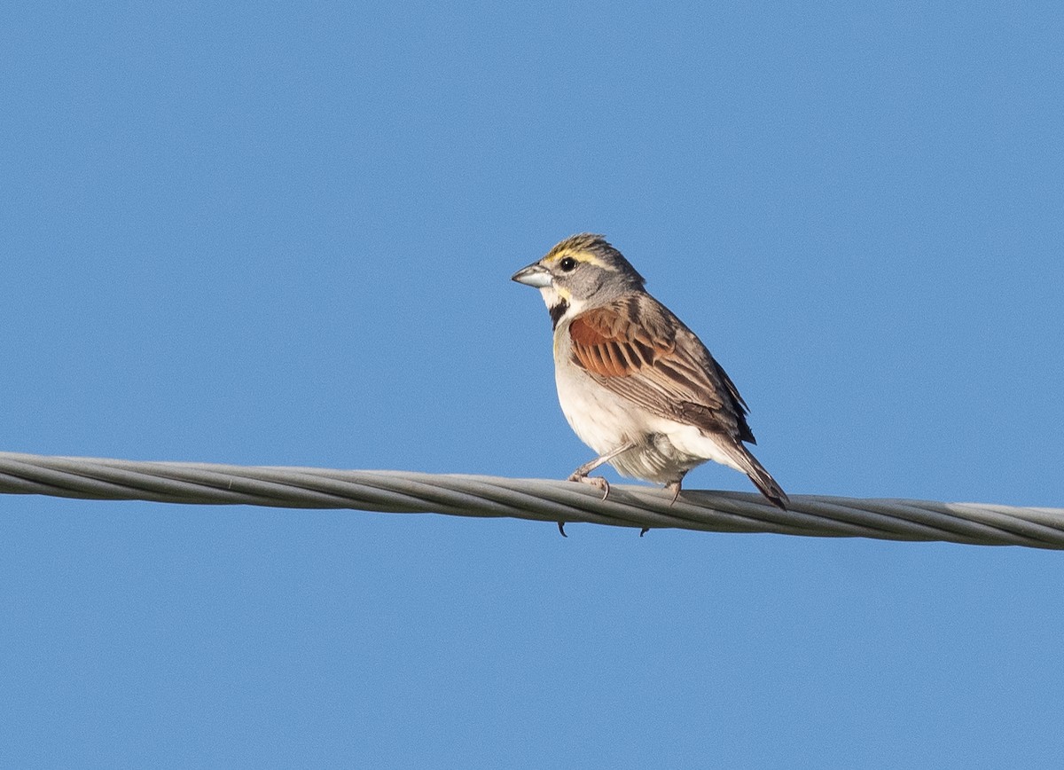 Dickcissel - ML638030157