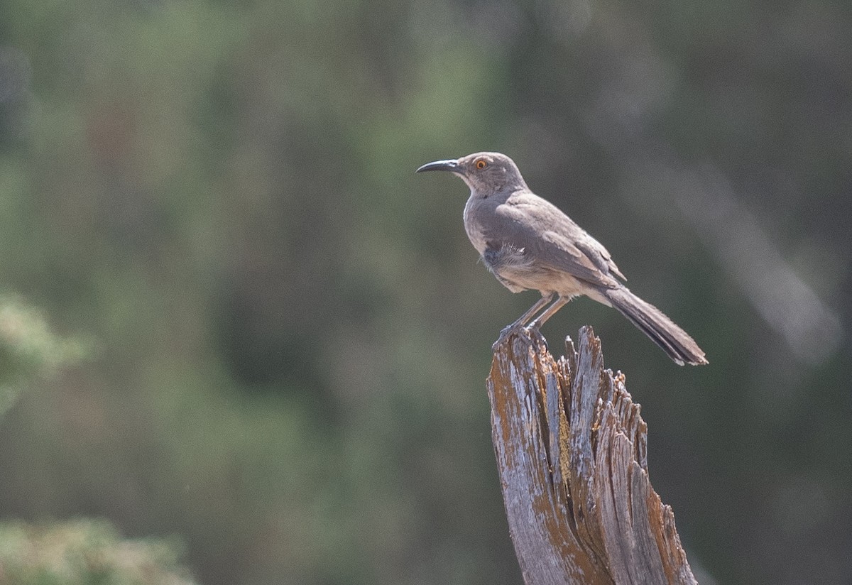 kaktusspottefugl - ML638030185