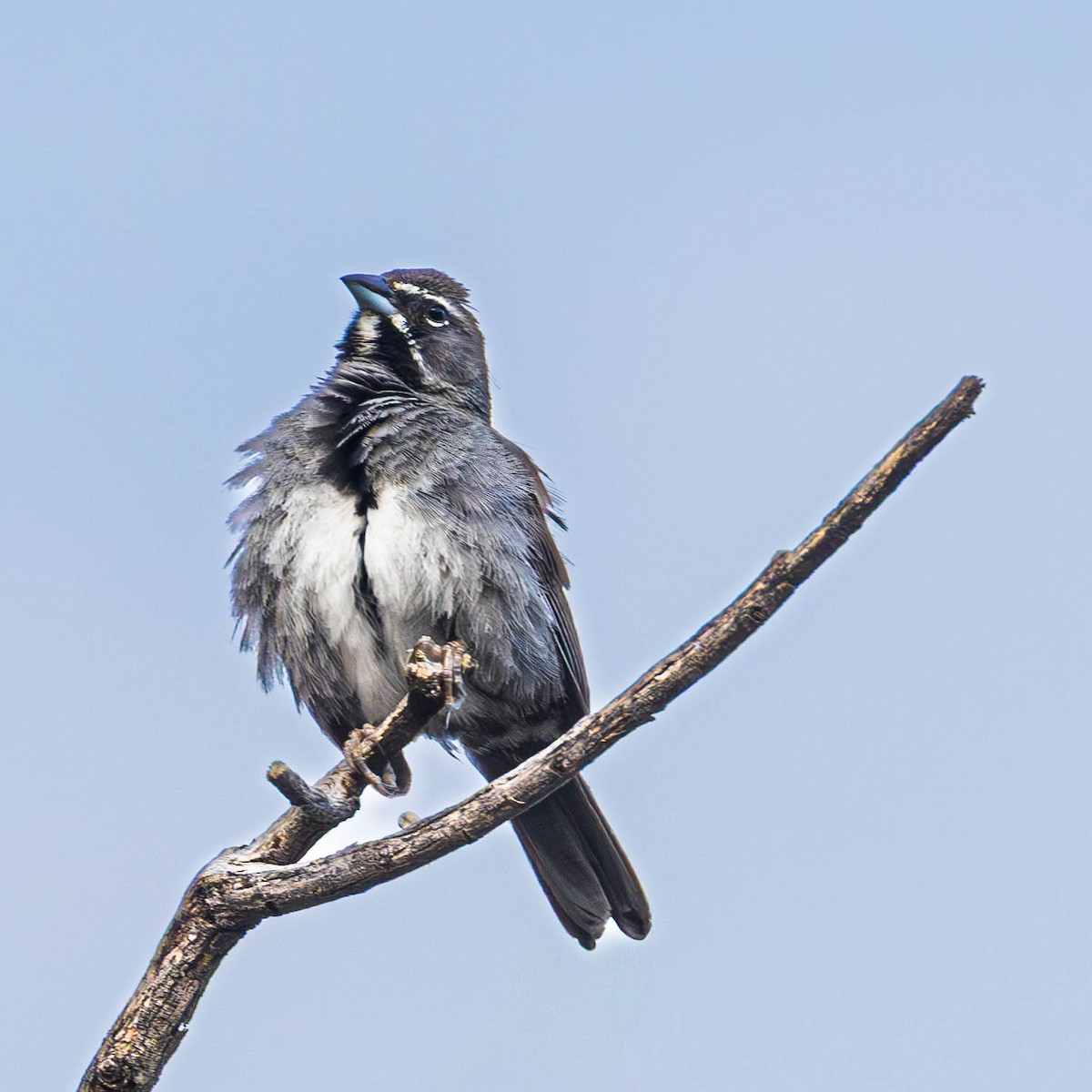 Five-striped Sparrow - ML638030187