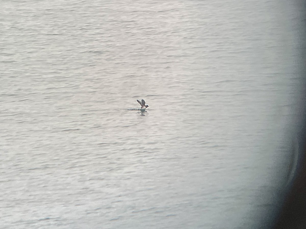 Cassin's Auklet - ML638030224