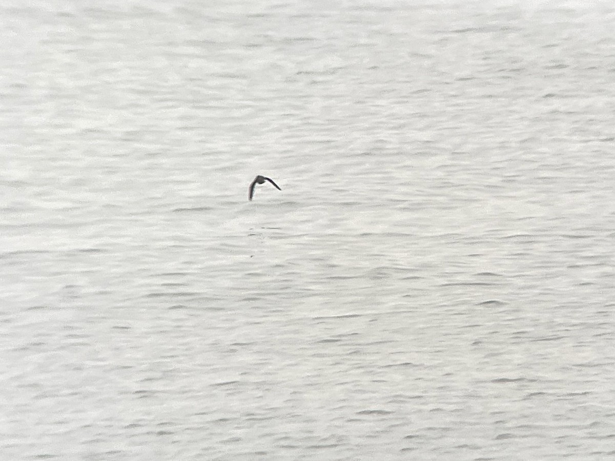Cassin's Auklet - ML638030225