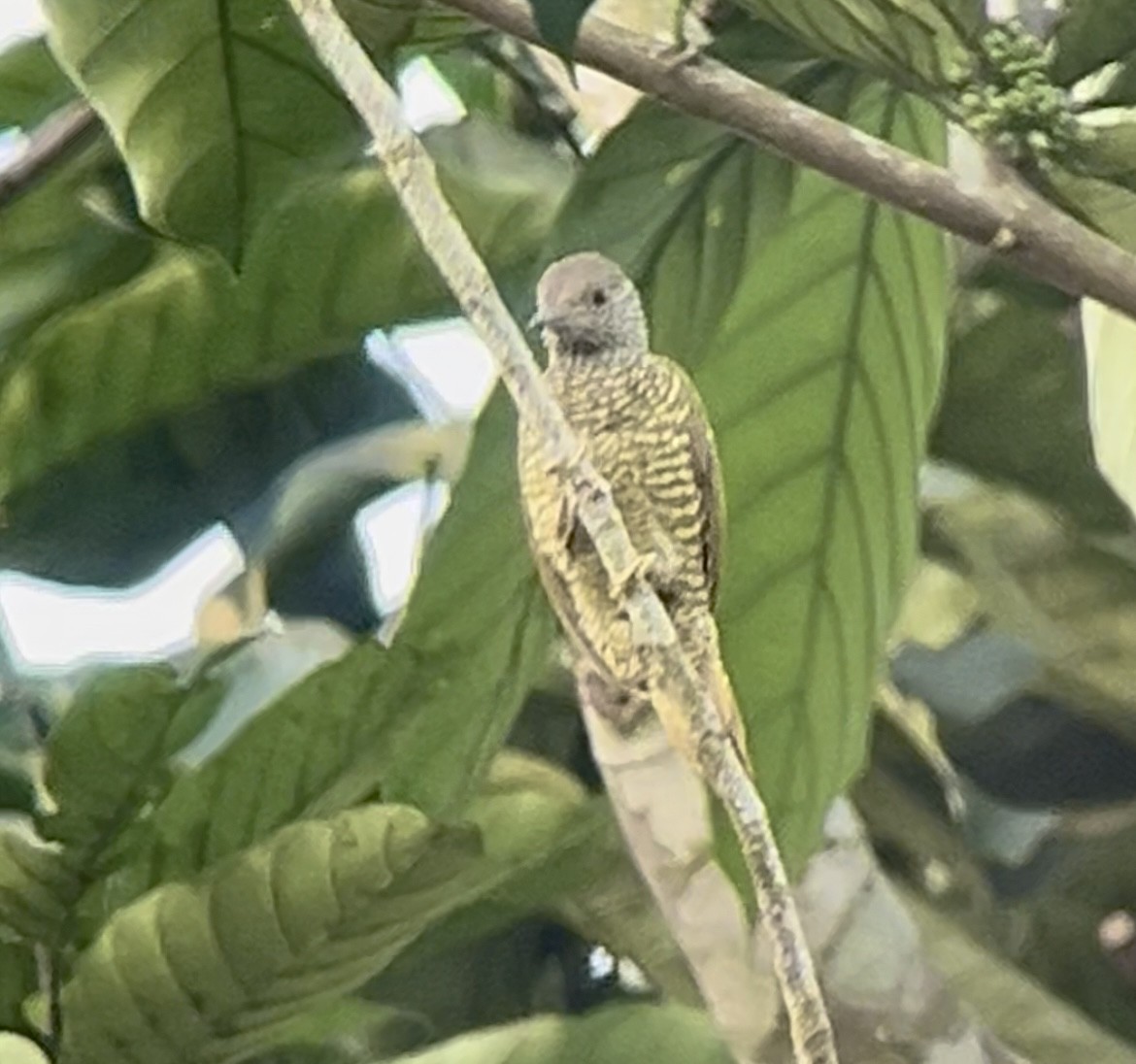 Buff-spotted Woodpecker - ML638030302