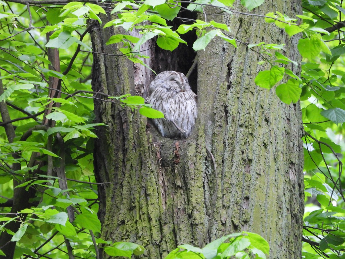 Tawny Owl - ML638030369