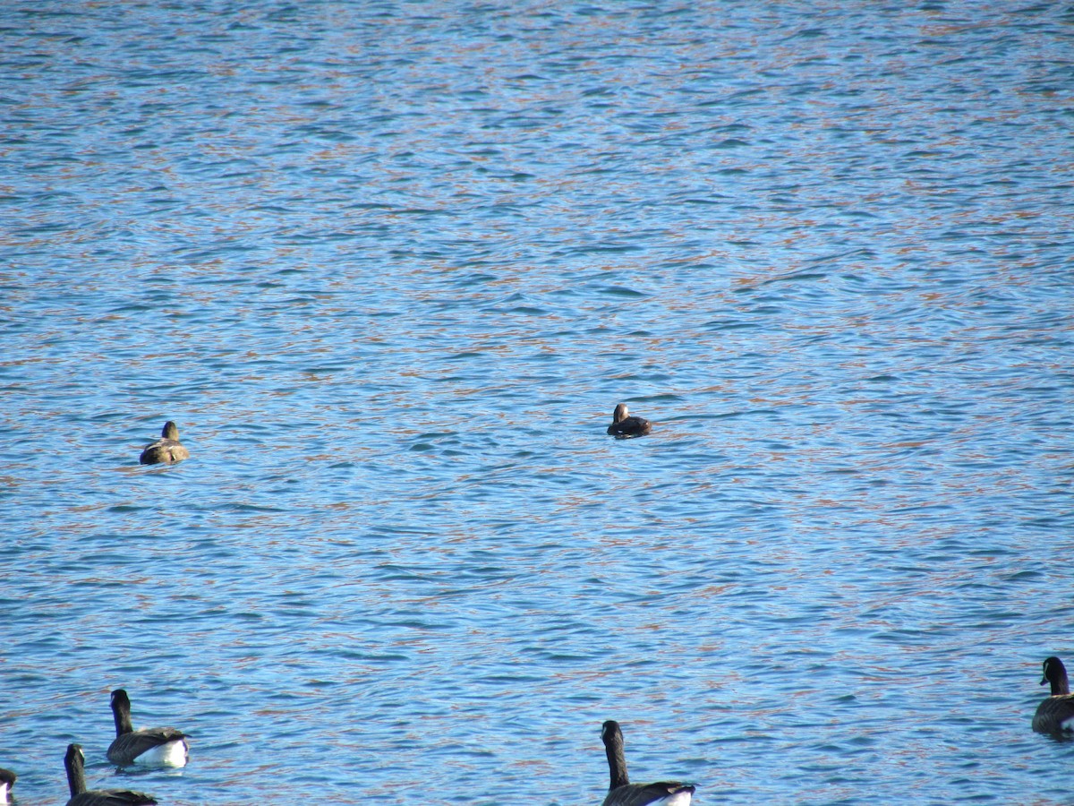 White-winged Scoter - ML638030378