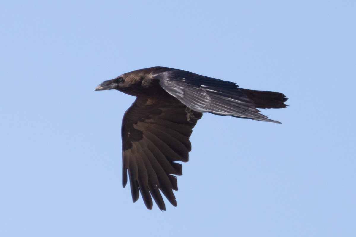 Brown-necked Raven - ML638030385