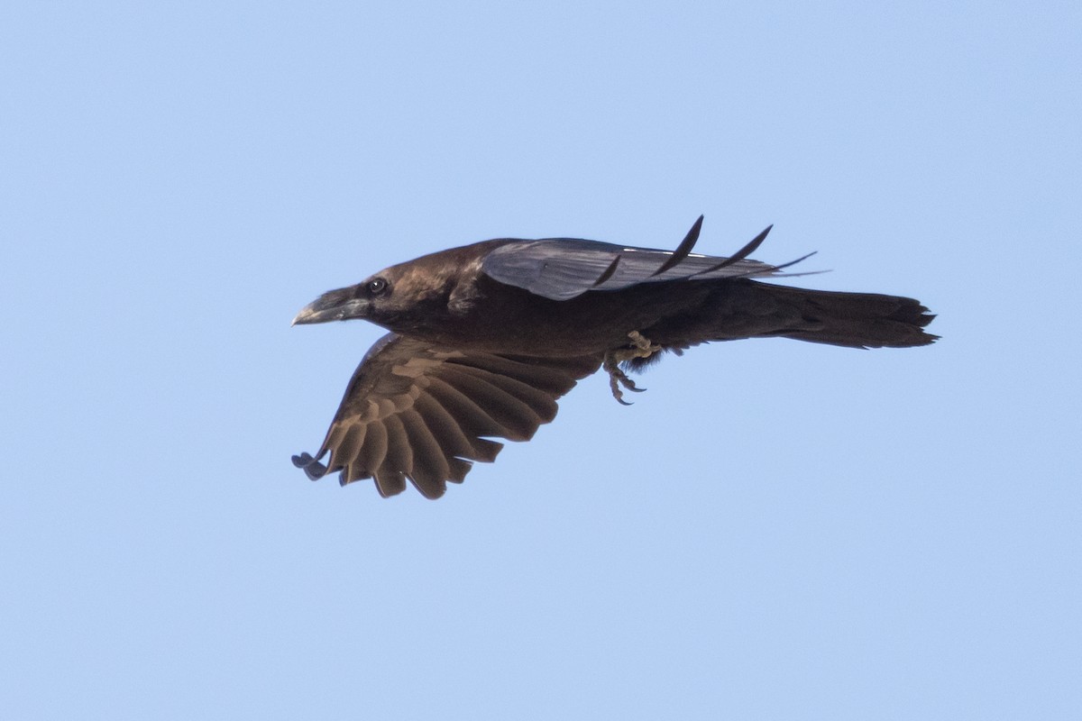 Brown-necked Raven - ML638030391