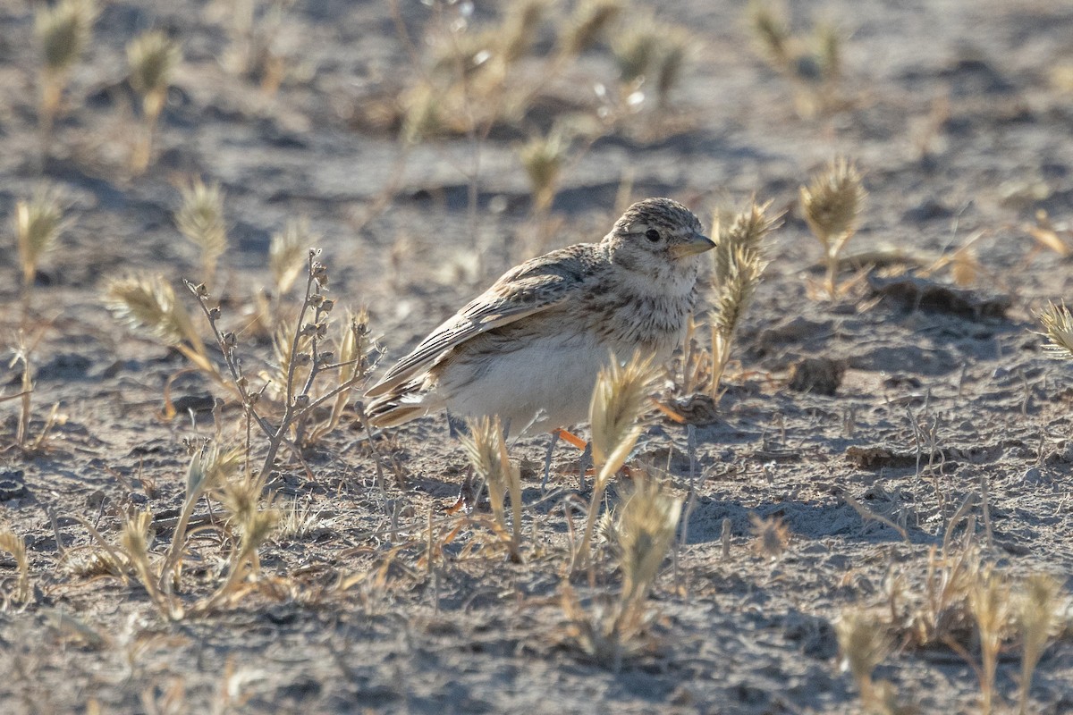 Turkestan Short-toed Lark - ML638030398