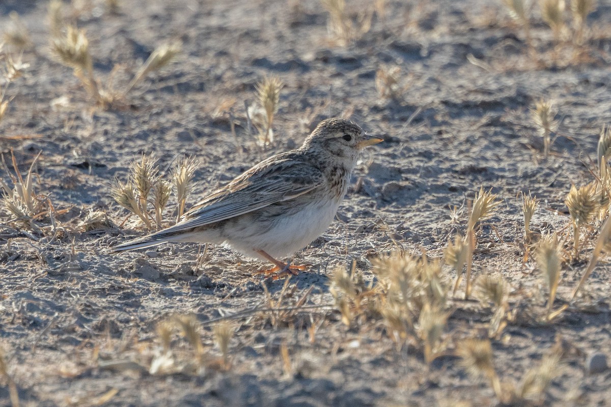 Turkestan Short-toed Lark - ML638030404