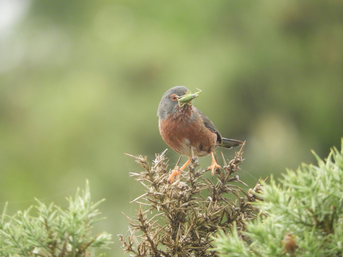 Dartford Warbler - ML638030409