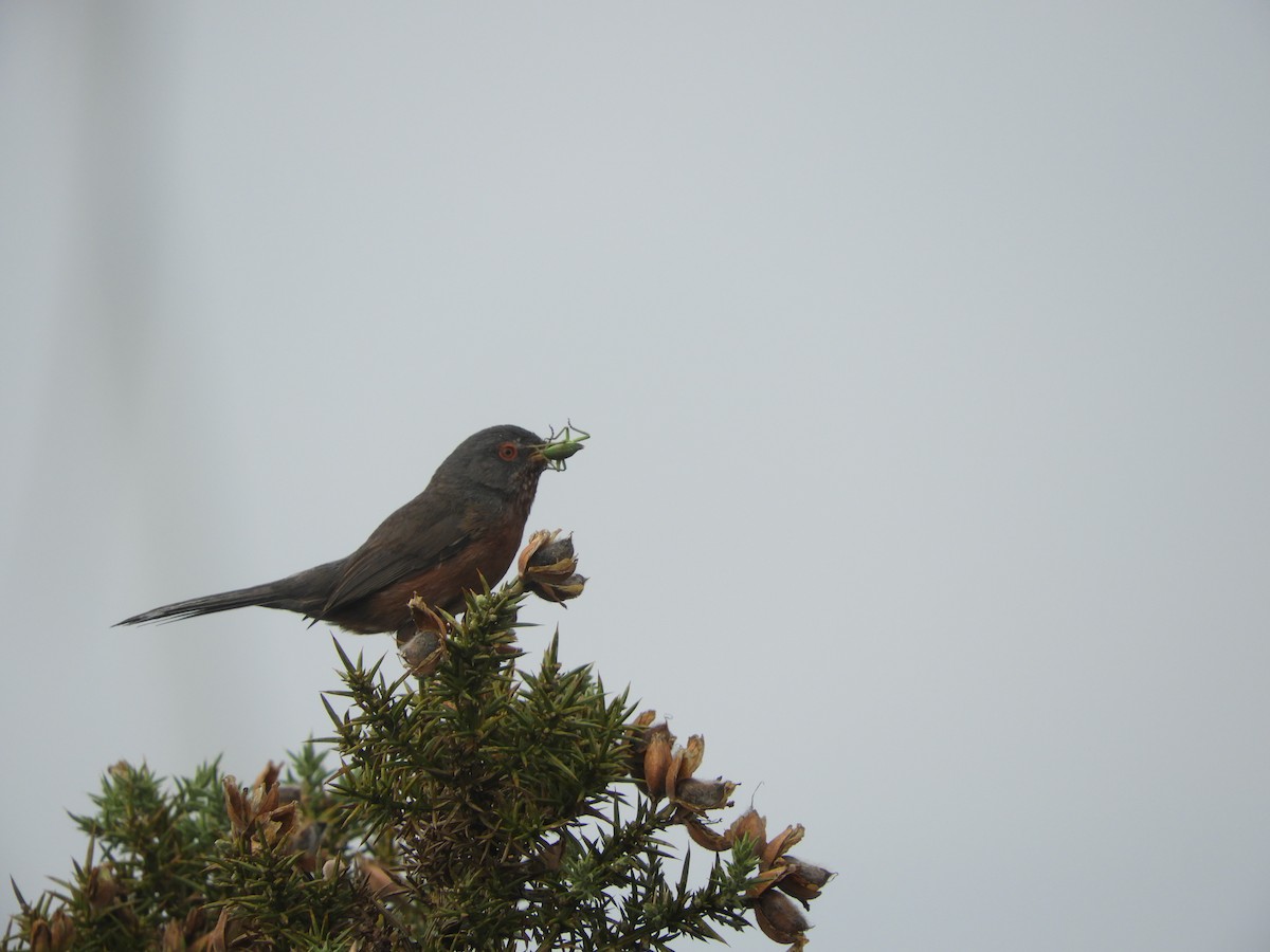 Dartford Warbler - ML638030410