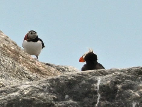 Tufted Puffin - ML638030426
