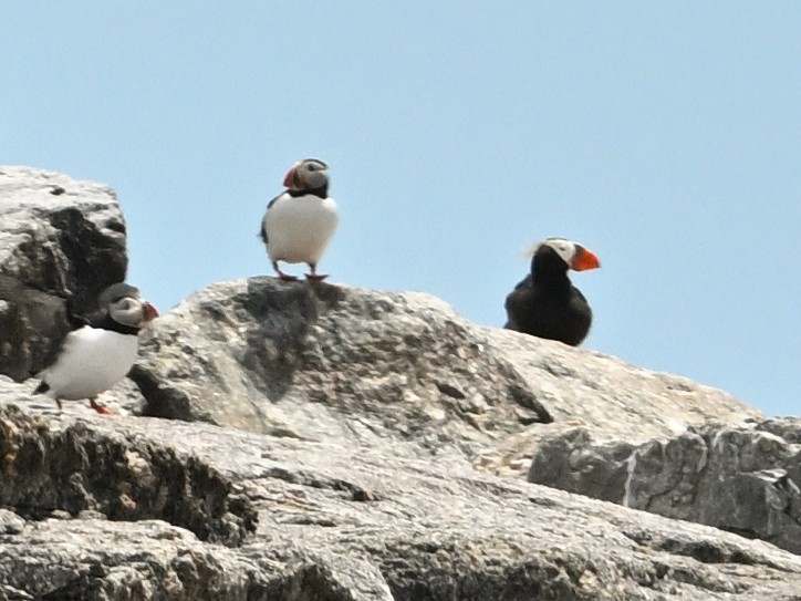 Tufted Puffin - ML638030427