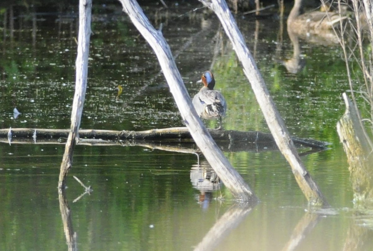 Green-winged Teal - ML638030430