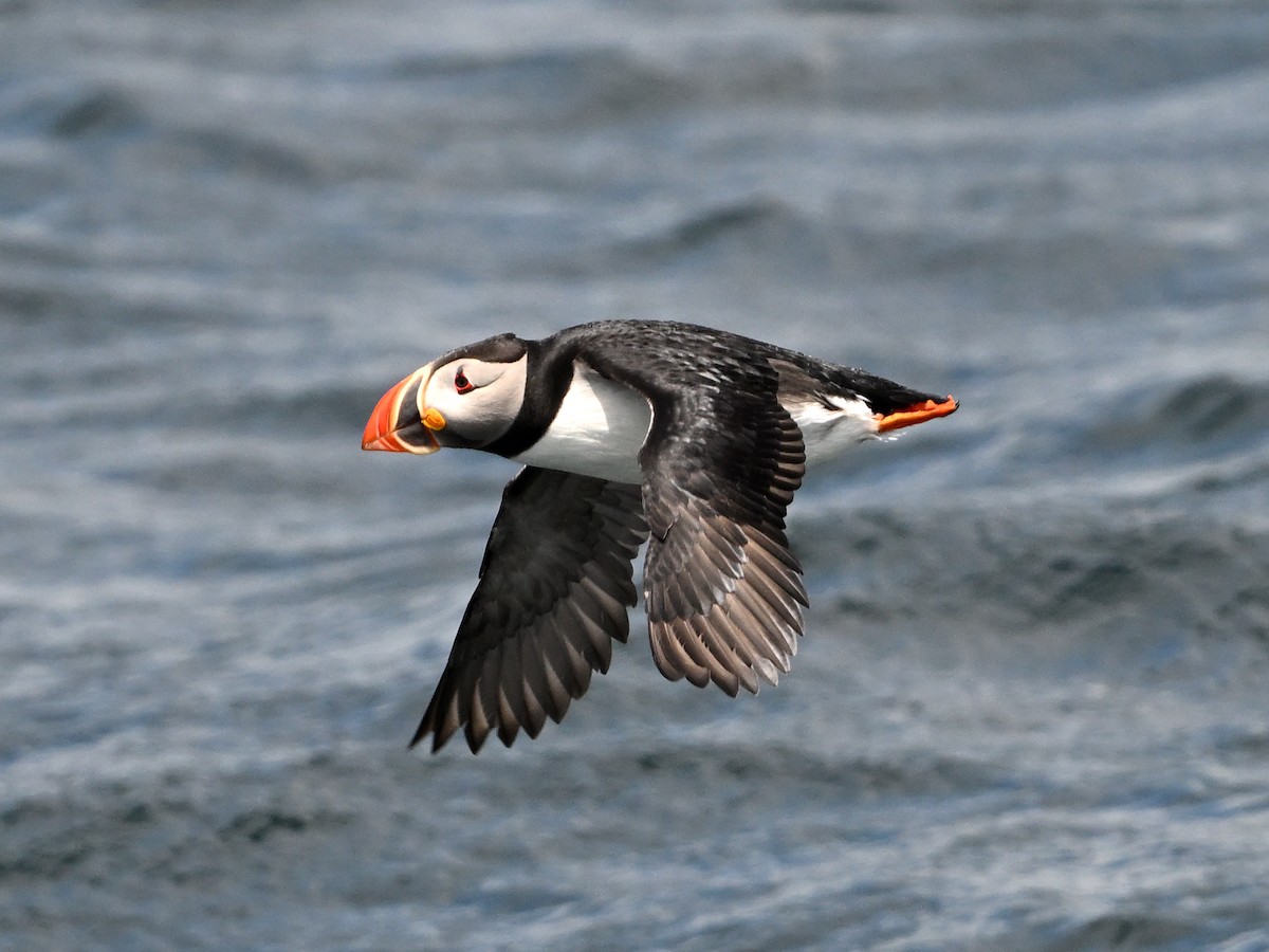 Atlantic Puffin - ML638030432