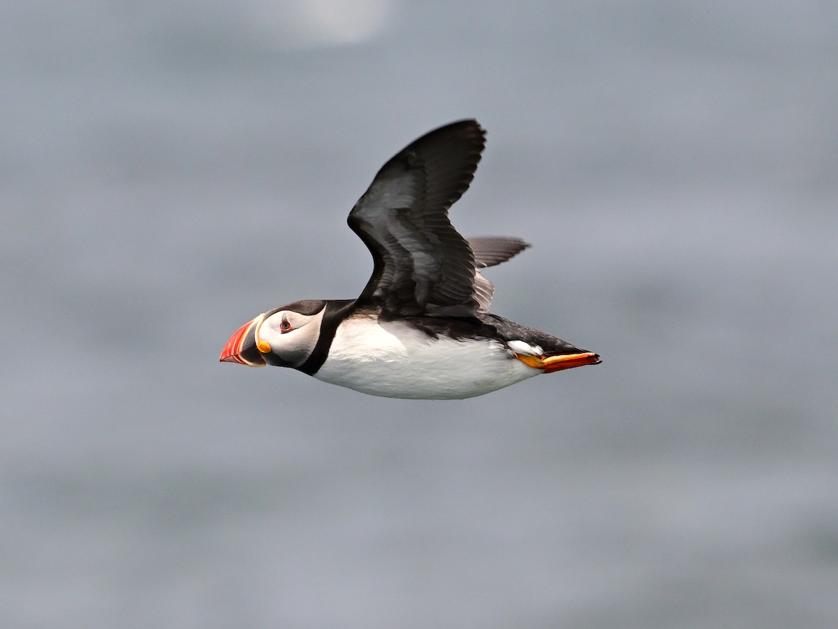 Atlantic Puffin - ML638030433