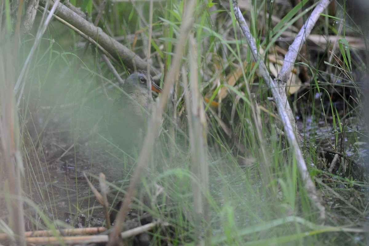 Virginia Rail - ML638030437