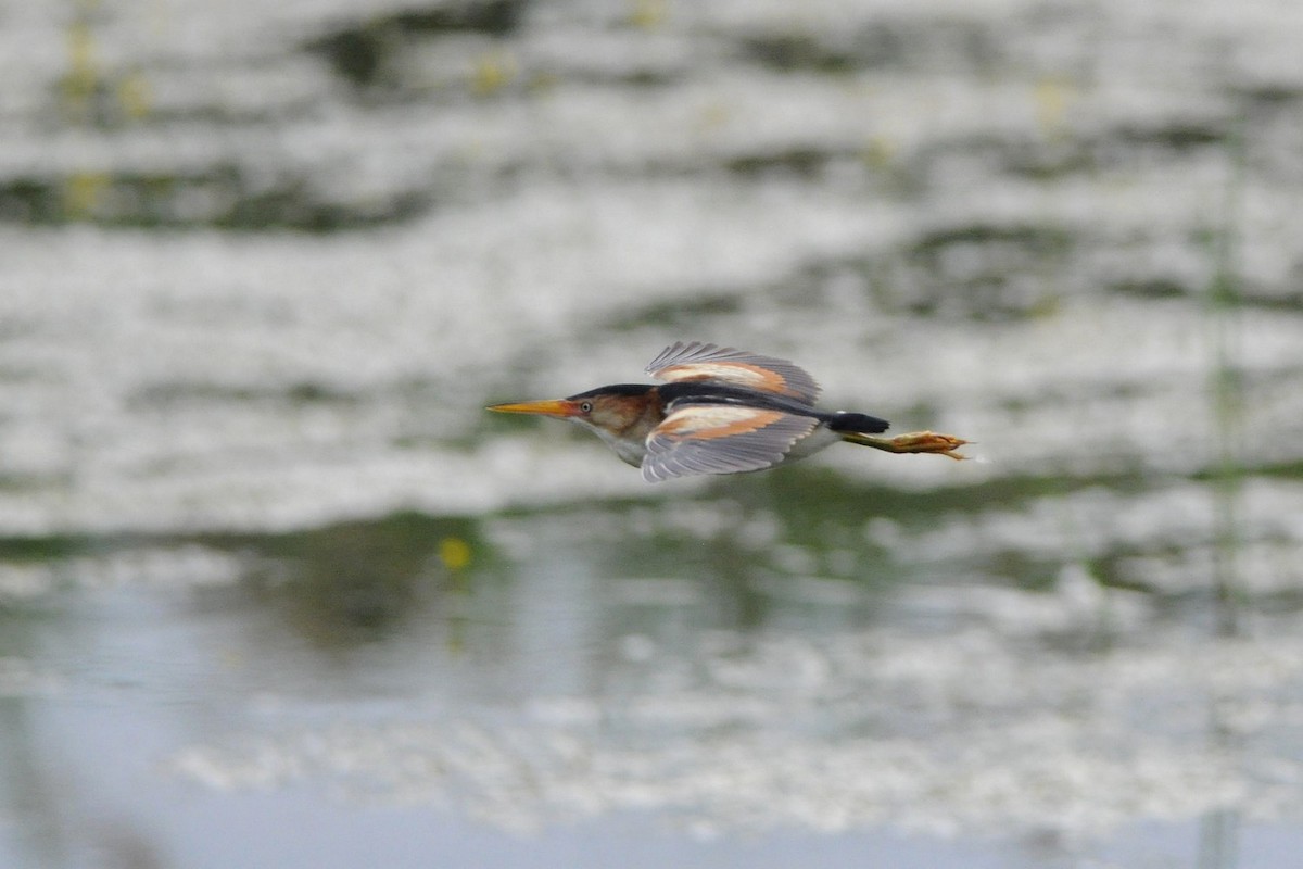 Least Bittern - ML638030439
