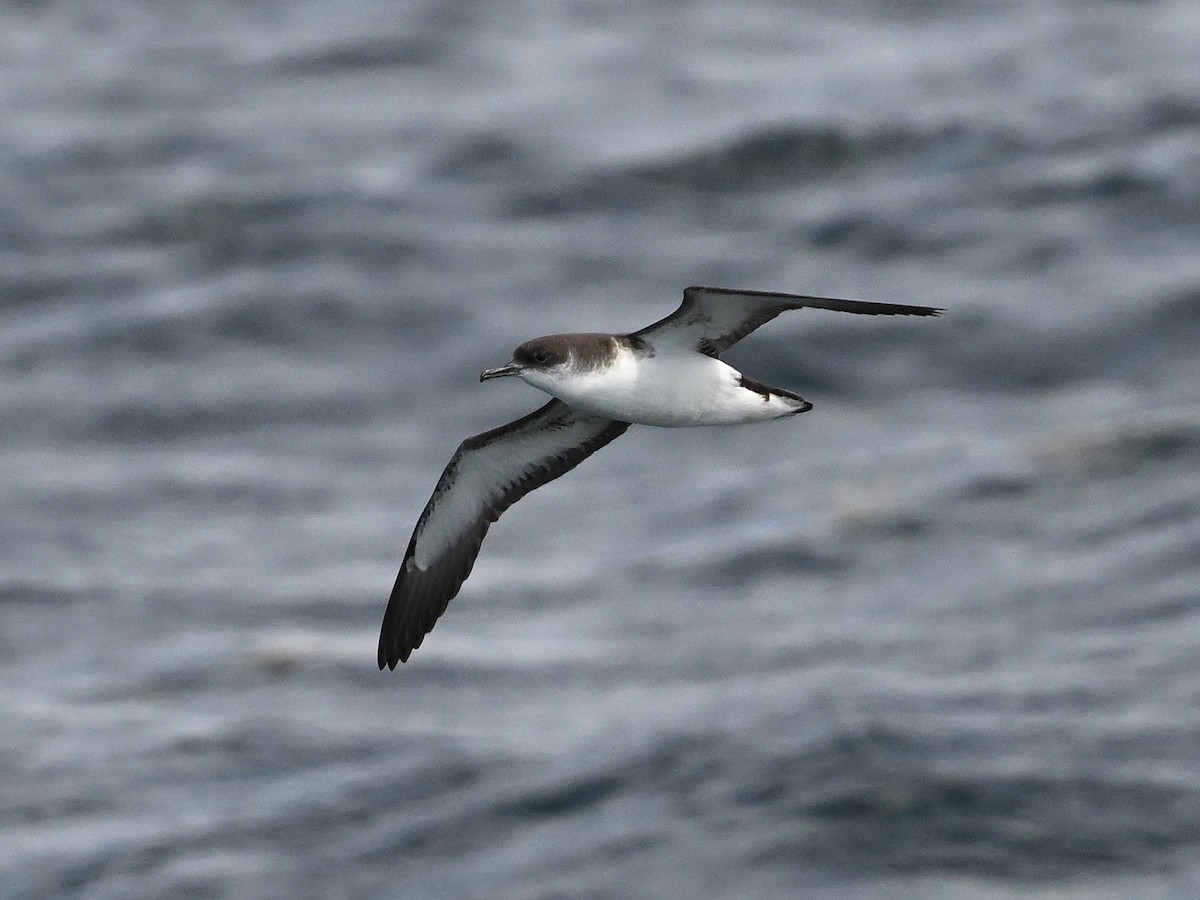 Manx Shearwater - ML638030442