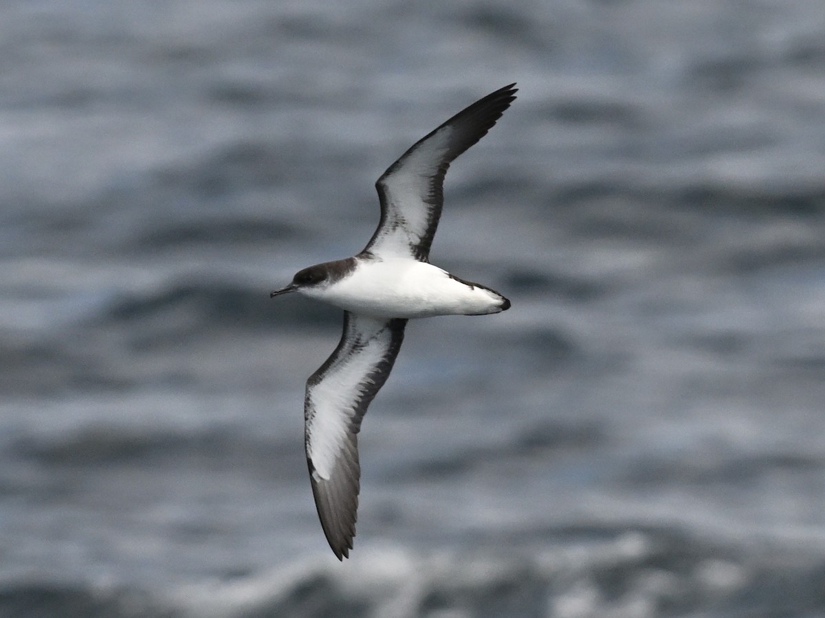 Manx Shearwater - ML638030443
