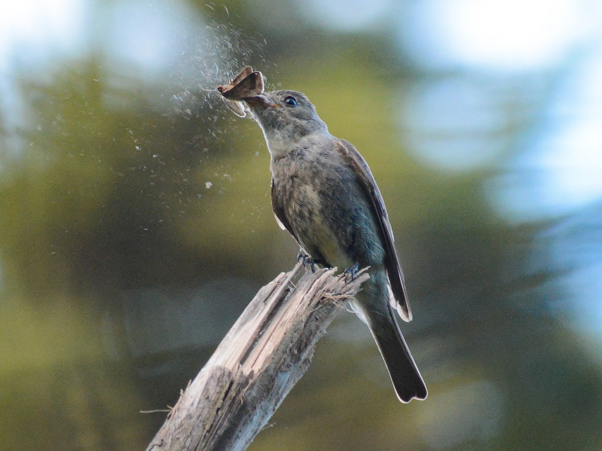 Northern Tropical Pewee - ML638030467