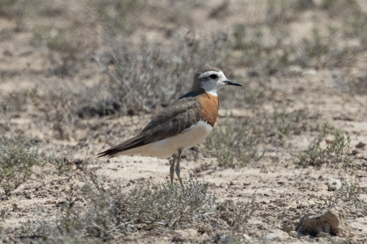 kulík kaspický - ML638030475